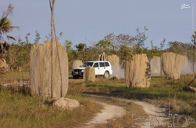 موریانه‌ها عموماً خانه‌ی خود را به شکل سازه‌ای گنبدی شکل یا تپه مانند می‌سازند که از سطح زمین بالا آمده است، گاهی ارتفاع این لانه‌ها تا ده متر نیز می‌رسد. این سازه‌ها معمولاً به شکلی جهت دار و از سمت شمال به جنوب ساخته می‌شوند. به نظر می‌رسد که این امر در راستای حفظ دما و رطوبت محیط زندگی آنها صورت می‌گیرد، چرا که دمای درون آنها با محیط اطراف هماهنگی داشته و متناسب است. موریانه برای ساخت این لانه از سیمانی استفاده می‌کند که هنوز برای بشر ناشناخته است. 
