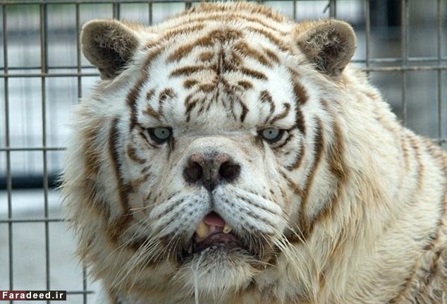 زشت‌ترین ببر جهان!