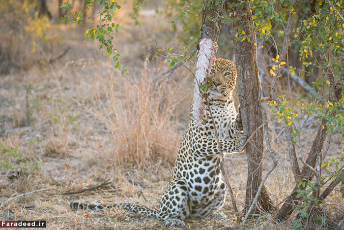 (تصاویر) عجیب و دیدنی از دنیای حیوانات