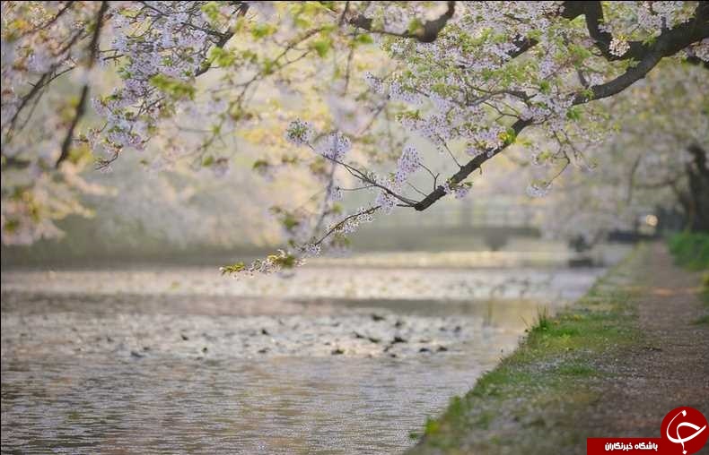 بهشت زیر پوستی در ژاپن+ تصاویر