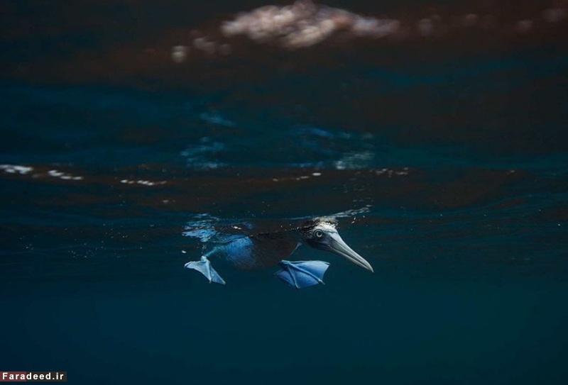 (تصاویر) مسابقه عکاسی نشنال جئوگرافیک