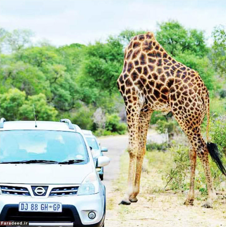 زرافه بی‌سر!