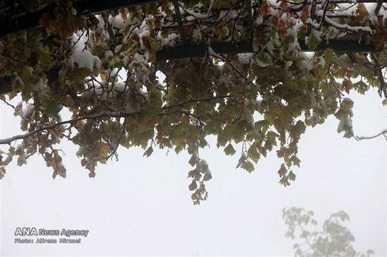 عکس: بارش برف در ارتفاعات تهران