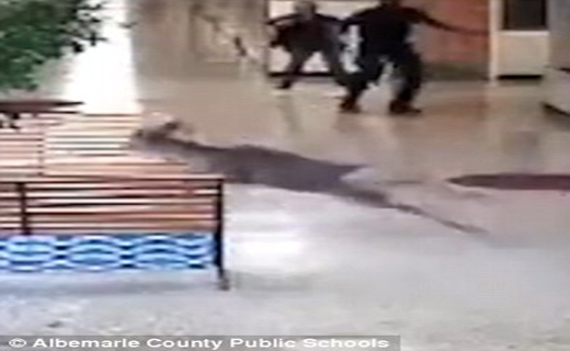 آهوی دردسر ساز در مدرسه+ تصاویر