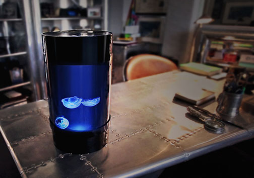 عروس‌های دریایی هم به فهرست حیوانات خانگی اضافه شدند + تصاویر