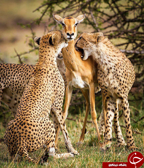 این عکس باعث افسردگی عکاسش شد