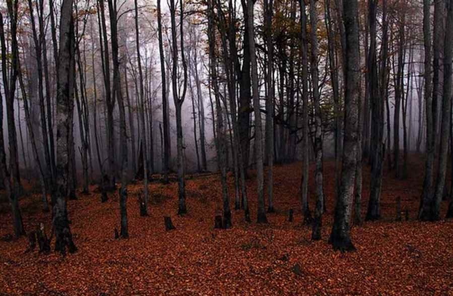 الیمستان، جنگلی رویایی در مازندران (+عکس)