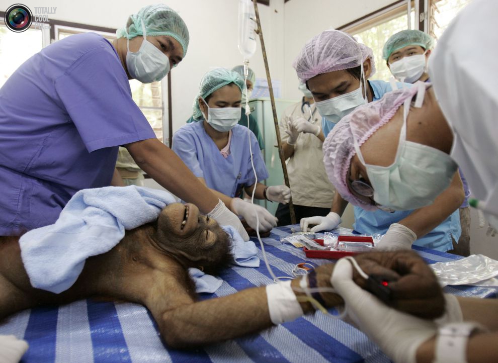 عکس/تست DNA از آقای گوریل