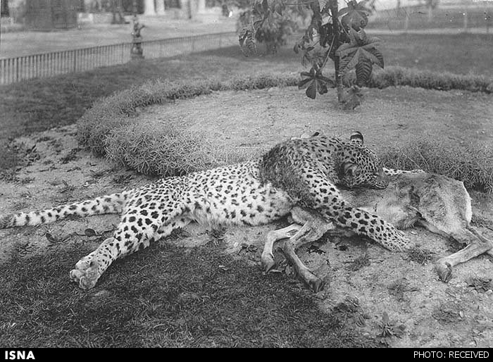شکار پلنگ توسط مظفرالدین شاه + تصاویر