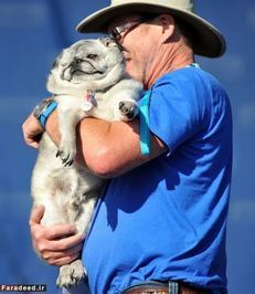 «گروو» در بغل صاحبش «جیم پارتریج» لم داده است. گروو شاید به مقام خوبی دست پیدا نکند! 
