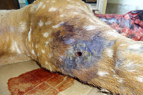 مرگ تاسف‌بار یک گوزن‌ ایرانی دیگر +عکس