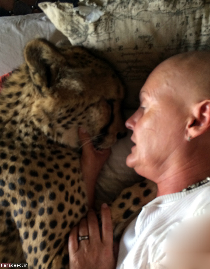 (تصاویر) رهایی زن از سرطان با عشق به یوزپلنگ