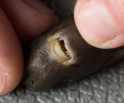 اخبار,اخبار گوناگون