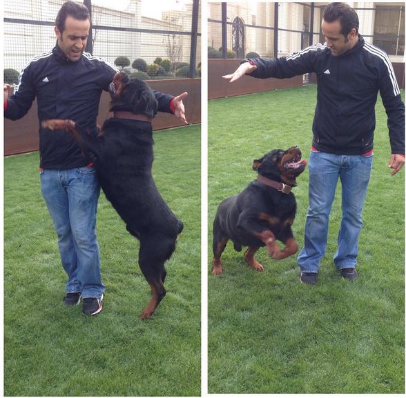 علی کریمی در کنار سگش/عکس