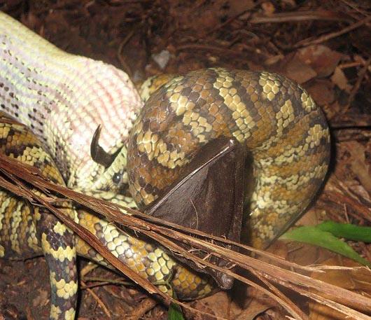 شکار روباه توسط مار پیتون