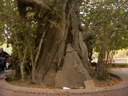 درختی که شیرین برای فرهاد کاشت/عکس