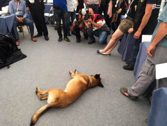 مهمان ناخوانده خبرنگاران در مذاکرات! /عکس