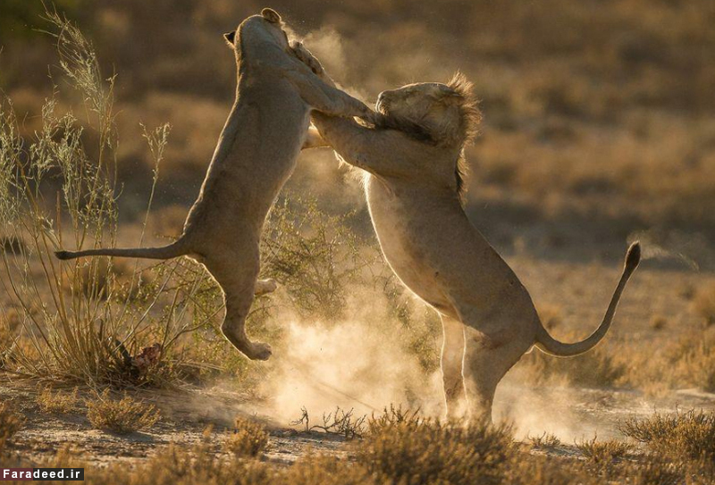 (تصاویر) مسابقه عکاسی نشنال جئوگرافیک