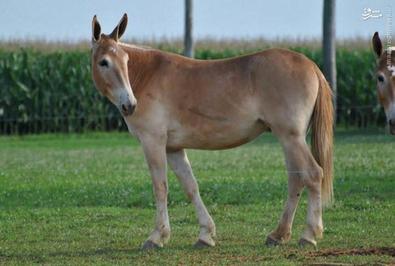  هینی: حاصل آمیزش الاغ نر و اسب ماده 