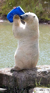 عکس/ وسیله بازی یک خرس قطبی 