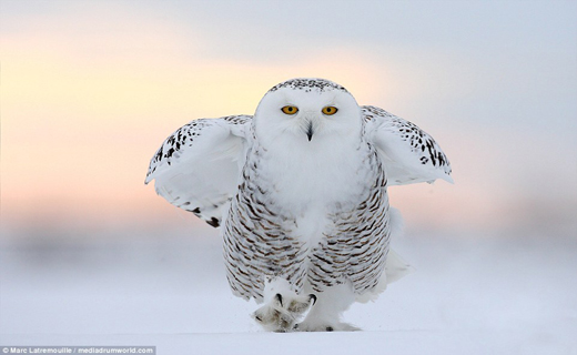 لحظه زیبای شکار جغد برفی+ تصاویر