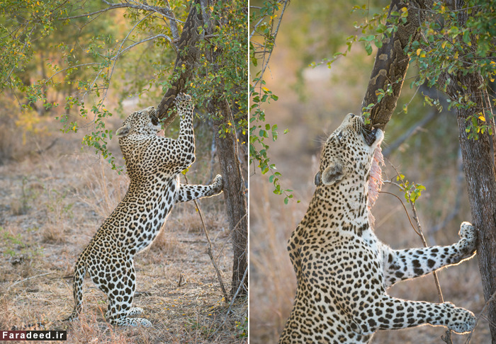 (تصاویر) عجیب و دیدنی از دنیای حیوانات