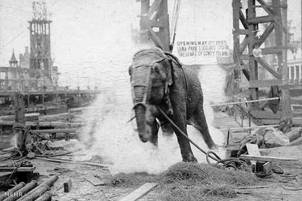 عکس هایی که دلتان نمی خواهد، ببینید!