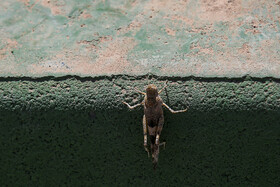 هجوم ملخ ها به قم