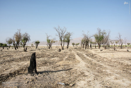 بسیاری از صاحبان باغ های حاشیه دریاچه بدلیل نداشتن آب کافی برای آبیاری درختان خود آنها را قطع کردند تا زمین را آماده تغییر کاربری نمایند. بسیاری از زمین های کشاورزی نیز بلااستفاده رها مانده اند و به محل چرای دام تبدیل شده است.