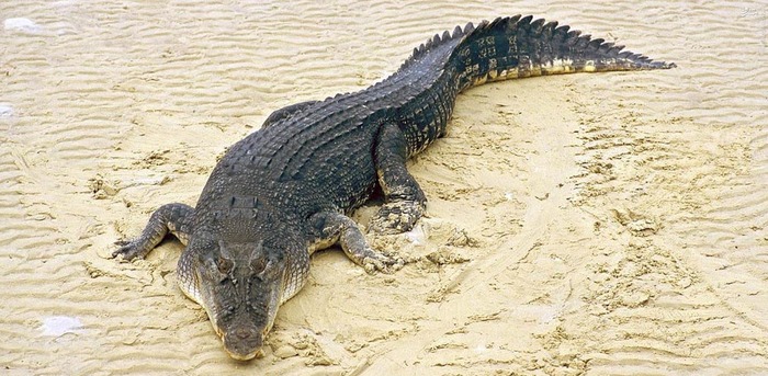  7. تمساح تمساح ها در یک سال به طور متوسط جان 1000 تا 1500 نفر را میگیرند.