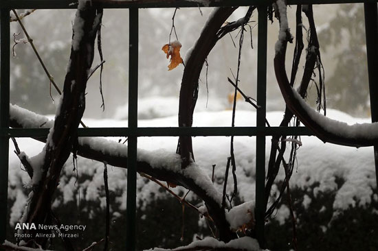 عکس: بارش برف در ارتفاعات تهران