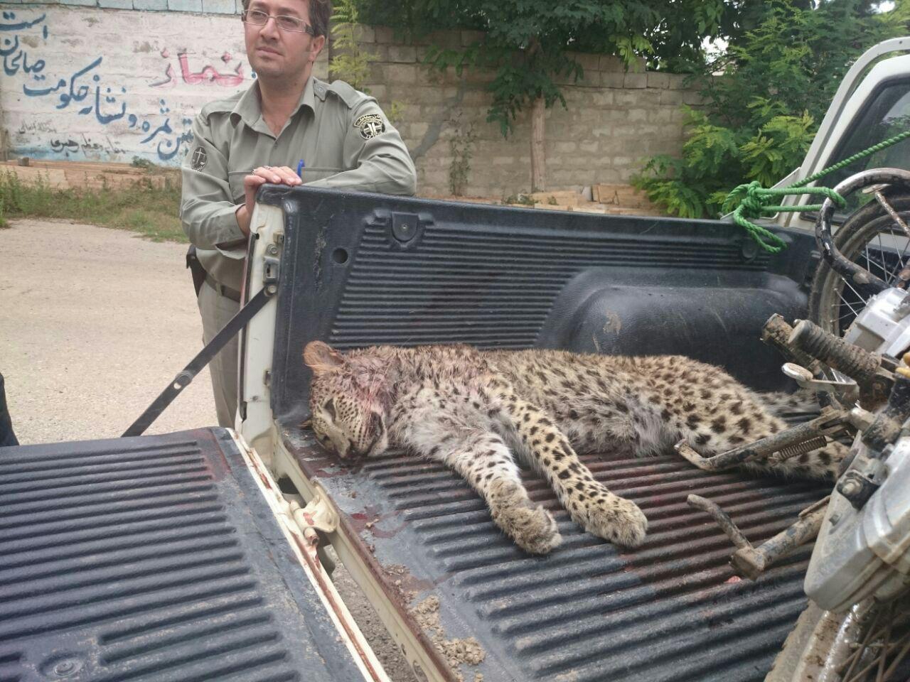 شکار پلنگ در چهاردانگه ساری