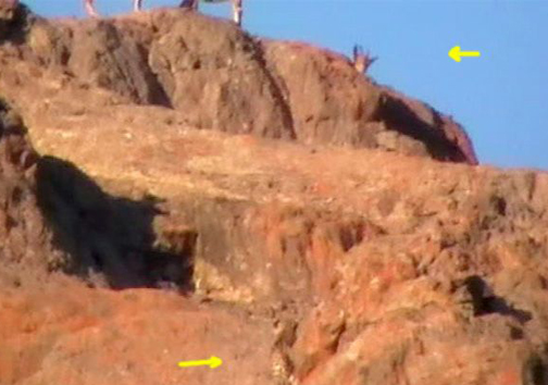 صحنه های بی نظیر شکار پلنگ