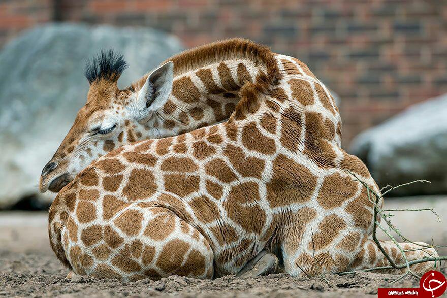 عکس/ زرافه ها اینطور می‌خوابند