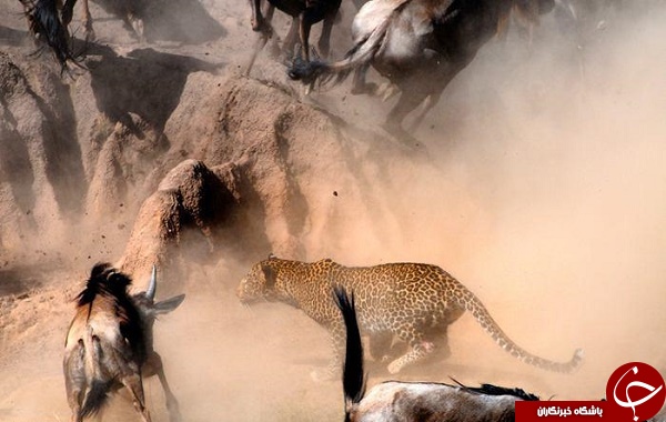 لحظه حمله مرگبار پلنگ به گله گاومیش ها +تصاویر