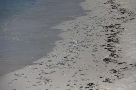 مرگ هزاران ماهی در جزیره کیش