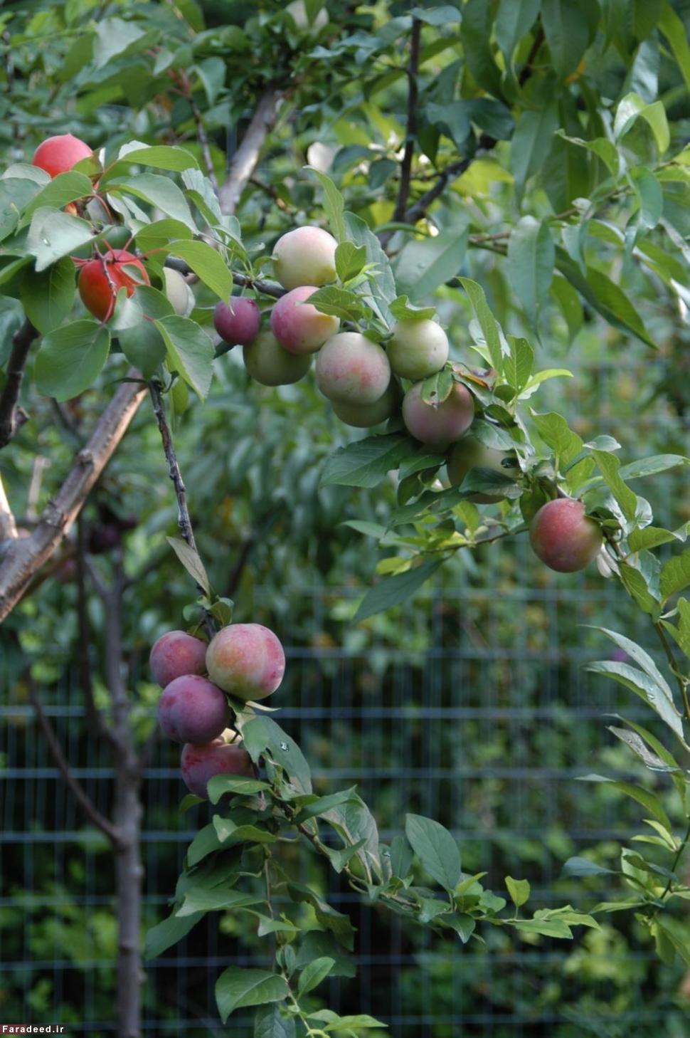 (تصاویر) درختی با 40 میوه مختلف