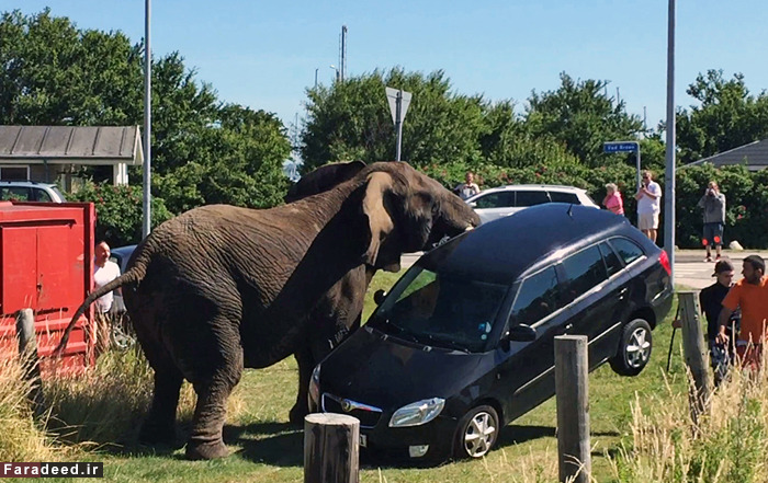 (تصاویر) عجیب و دیدنی از دنیای حیوانات