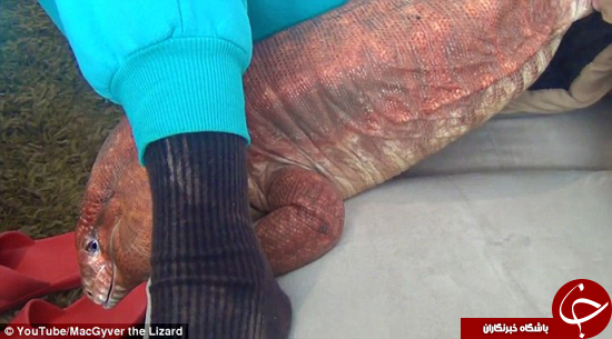 این مارمولک باهوش 33 هزار فالوور دارد