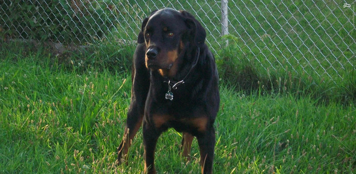  10. سگ سگ ها در یک سال به طور متوسط جان 180نفر را میگیرند.