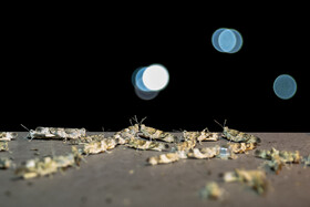 هجوم ملخ ها به قم