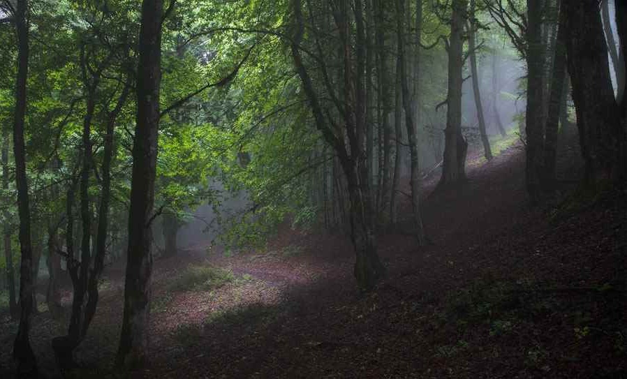 الیمستان، جنگلی رویایی در مازندران (+عکس)
