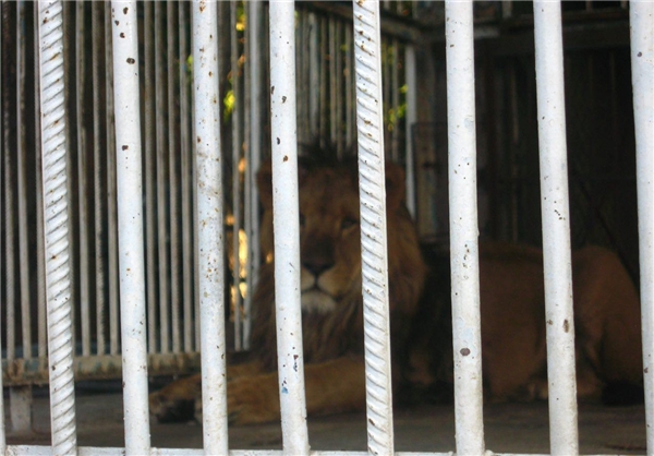 (تصاویر) وضیت وخیم باغ‌وحش تبریز