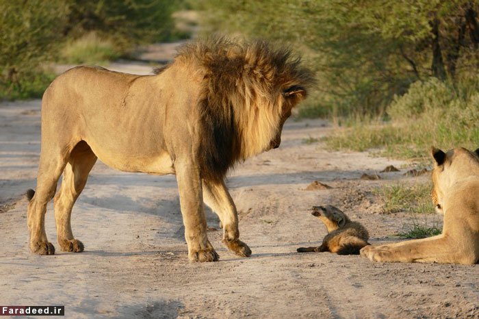 (تصاویر) محافظت ماده شیر از روباه زخمی