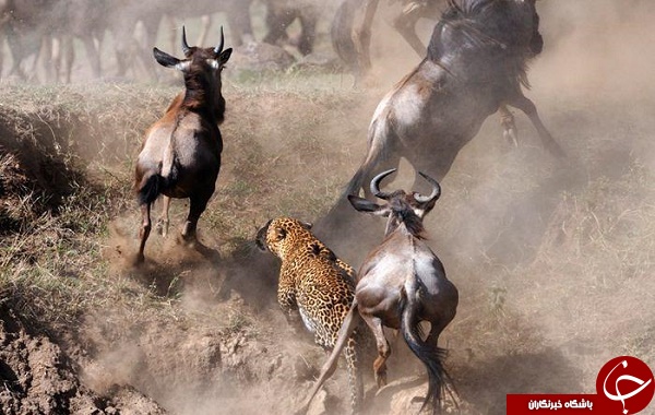 لحظه حمله مرگبار پلنگ به گله گاومیش ها +تصاویر