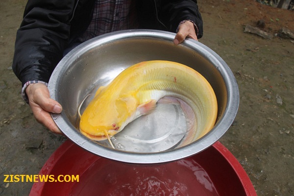 این ماهی کمیاب!