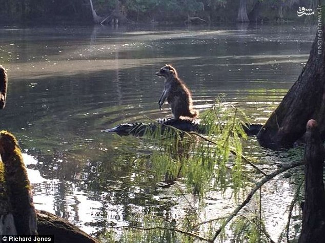 تمساح سواری یک راکون/عکس