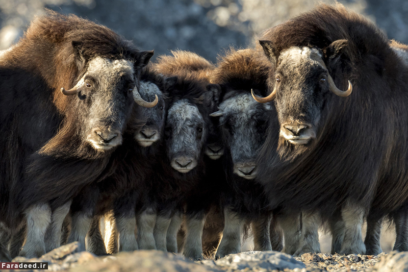 (تصاویر) مسابقه عکاسی نشنال جئوگرافیک