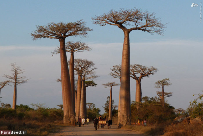 ماداگاسکارجزیره ای واقع شده در اقیانوس هند است که با درآمد سرانه 1477 دلار دهمین کشور فقیر جهان به شمار می رود