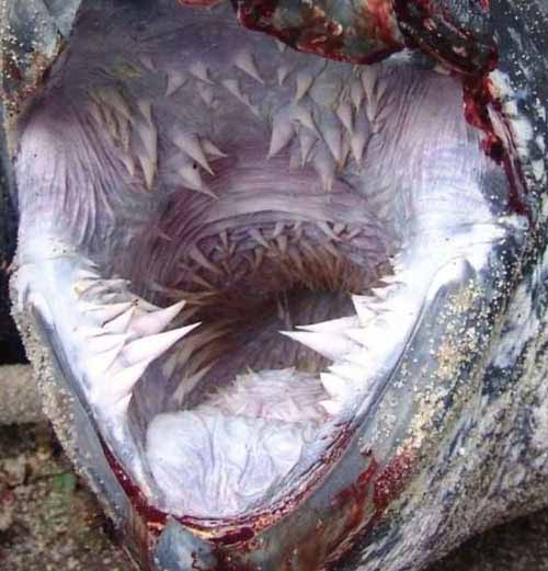 وحشتناک ترین لاک پشت جهان! +عکس